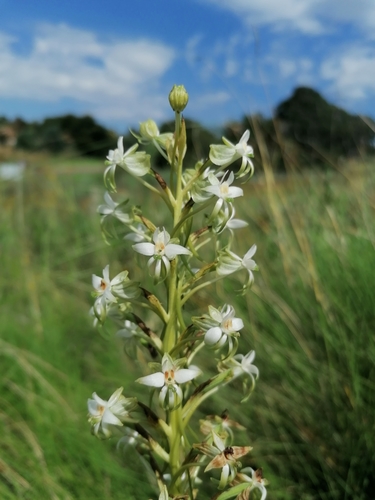 Image of Habenaria afra by (c) Andrew Hankey, some rights reserved (CC BY-SA)