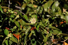 Calycolpus legrandii