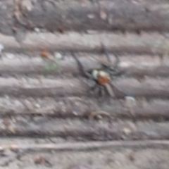 Salticidae