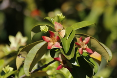 Calycolpus legrandii