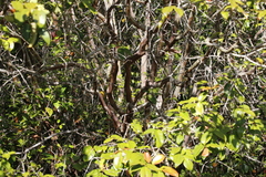 Calycolpus legrandii