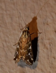 Loxostege frustalis