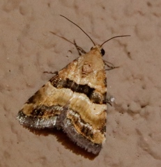 Pseudozarba opella