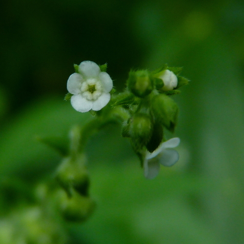 Virginia Stickseed