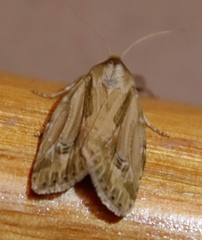 Heliocheilus stigmatia