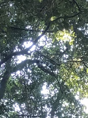 Ptilinopus magnificus