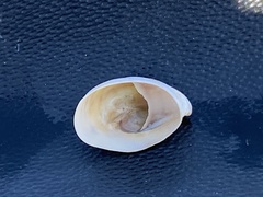 Crepidula convexa
