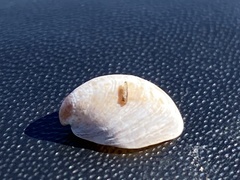 Crepidula convexa