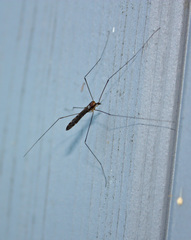 Neolimonia rara