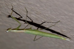 Episcopomantis chalybea