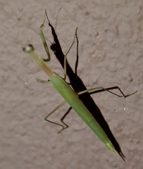 Episcopomantis chalybea