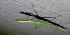 Episcopomantis chalybea
