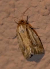 Heliocheilus stigmatia
