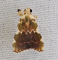 Parachma rufoflavalis