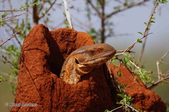 Varanus albigularis microstictus