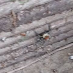 Salticidae