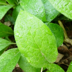 Symphytum tuberosum