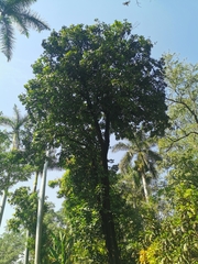 Diospyros nigra