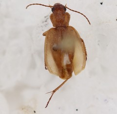 Tetragonoderus pallidus