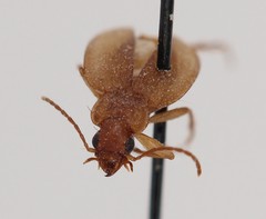 Tetragonoderus pallidus