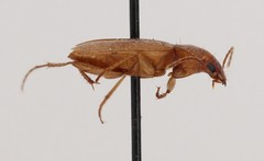 Tetragonoderus pallidus