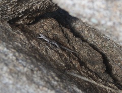 Urosaurus ornatus schottii