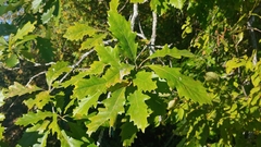 Quercus × deamii