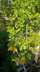Quercus × deamii