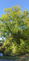 Quercus × deamii