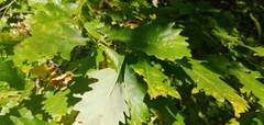 Quercus × deamii