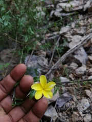 Haplophyton crooksii