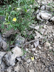 Haplophyton crooksii