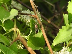 Cosmoclopius poecilus