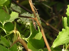 Cosmoclopius poecilus