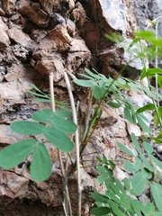 Haplophyton crooksii