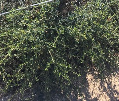 Ceanothus thyrsiflorus griseus