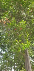 Angiospermae