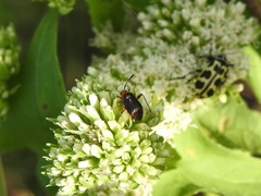 Horciasinus argentinus