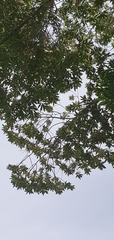 Angiospermae