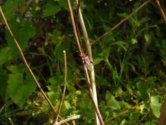 Athaumastus haematicus