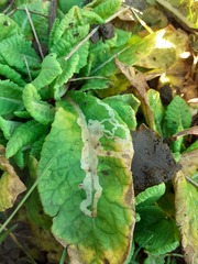 Phytomyza primulae