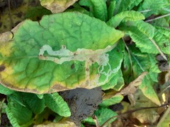 Phytomyza primulae