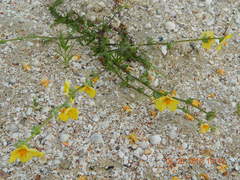 Verbascum pinnatifidum