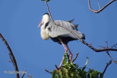 Ardea cinerea