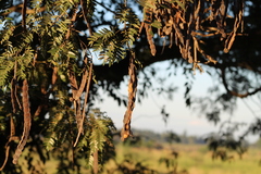 Albizia inundata