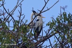 Ardea cinerea