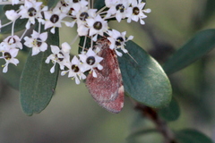 Stamnodes coenonymphata