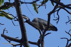 Ardea melanocephala
