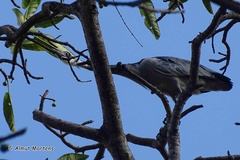 Ardea melanocephala