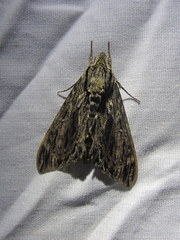 Lintneria eremitus